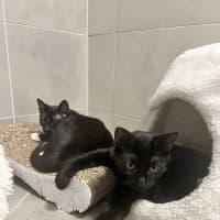 Photo of Midnight