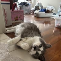 Photo of Minke