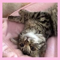 Photo of Pocket