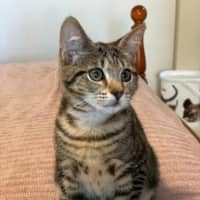 Photo of Chimon **2nd Chance Cat Rescue**