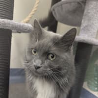 Photo of Lord Biscuit I I I