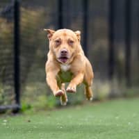 Photo of Nova Imp 2283