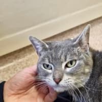 Photo of Clover