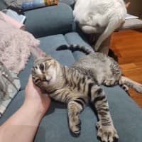 Photo of Martin   In Foster Care In Templestowe 