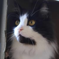 Photo of Chase Brushtail