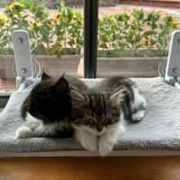 Photo of Theodore   Located In Lower Plenty