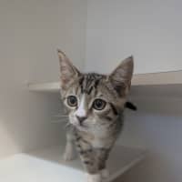 Photo of Echidna (Now Daisy)