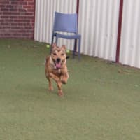 Photo of Scooby Doo