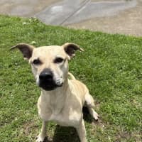 Photo of Delilah 