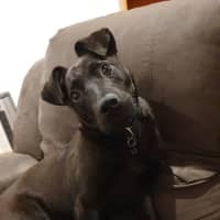Photo of Darla