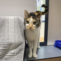 Photo of Nala