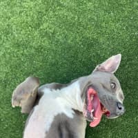 Photo of Zena Imp 1167