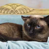 Photo of Skadi And Freya