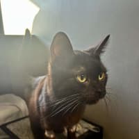 Photo of Cypress