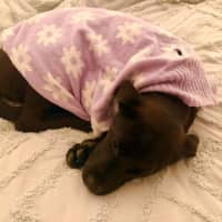 Photo of Bindi