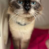 Photo of Ronan (9025)