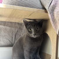 Photo of Smokey