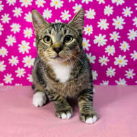 Photo of Bob Marley   Located In Westmeadows