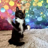 Photo of Violet   Located In East Brunswick 