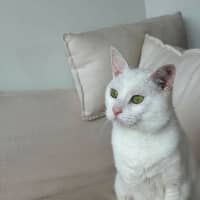 Photo of Puffin