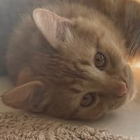 Photo of Simba (Fostered In Perth)