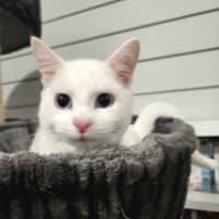 Photo of Kimba