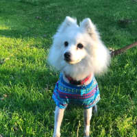 Photo of Piper