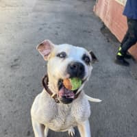 Photo of Buddy