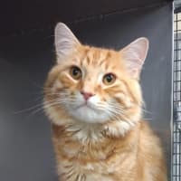 Photo of Armani Bulleau