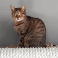 Photo of 10861   Archer