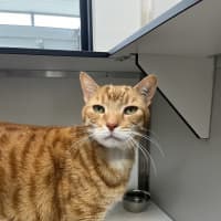 Photo of Gingerbread