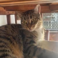 Photo of Willow