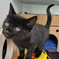 Photo of Inky
