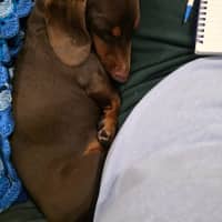 Photo of Georgie