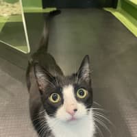 Photo of Othello