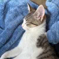 Photo of Simba