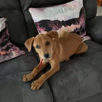 Photo of Honey