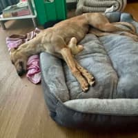 Photo of Kashi, The Greyhound Queen 👑