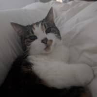 Photo of Pudding   Located In Preston