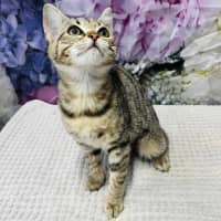 Photo of Priscilla   Located In Ashburton