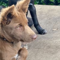 Photo of Bear 🐻 18 Mo Dingo Hybrid