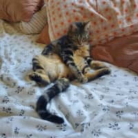 Photo of Miffy   Located In Coburg