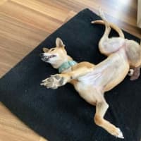 Photo of Clover The Greyhound