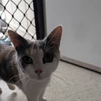 Photo of Pumpkin Nikki