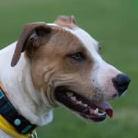 Photo of Bolt