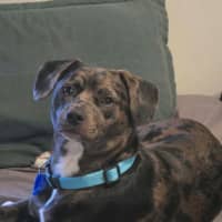 Photo of Crank   11 Month Old Dachshund X Staffy