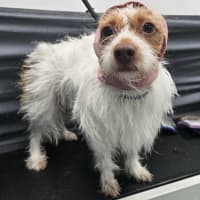 Photo of Beautiful Queenie 