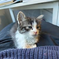 Photo of Cadbury