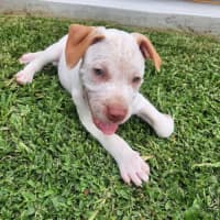 Photo of Marty   8 Week Old Cattle Dog X