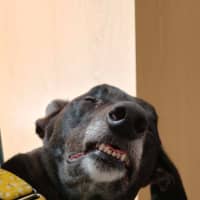Photo of Eve, The Greyhound